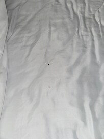 Bed bugs