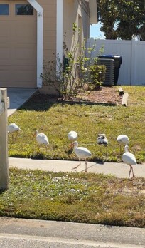 Saw these in the morning