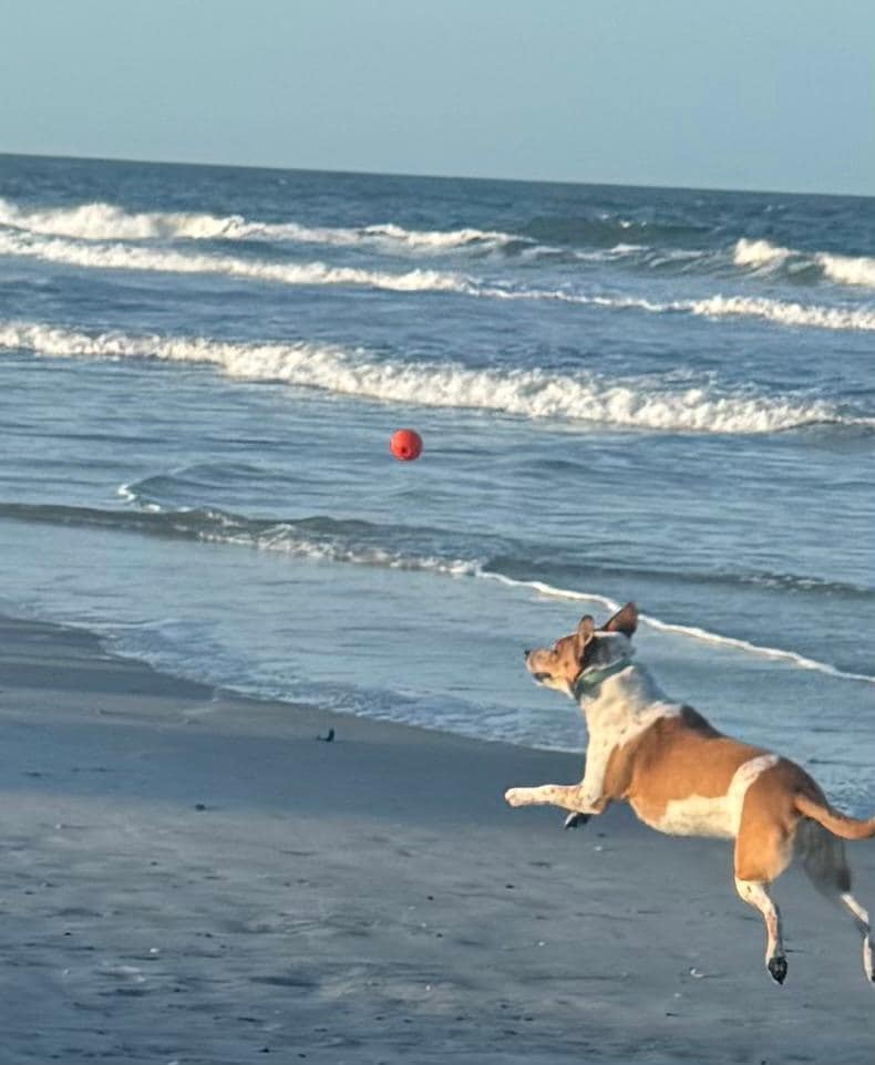 Our dog loved the dog friendly beach