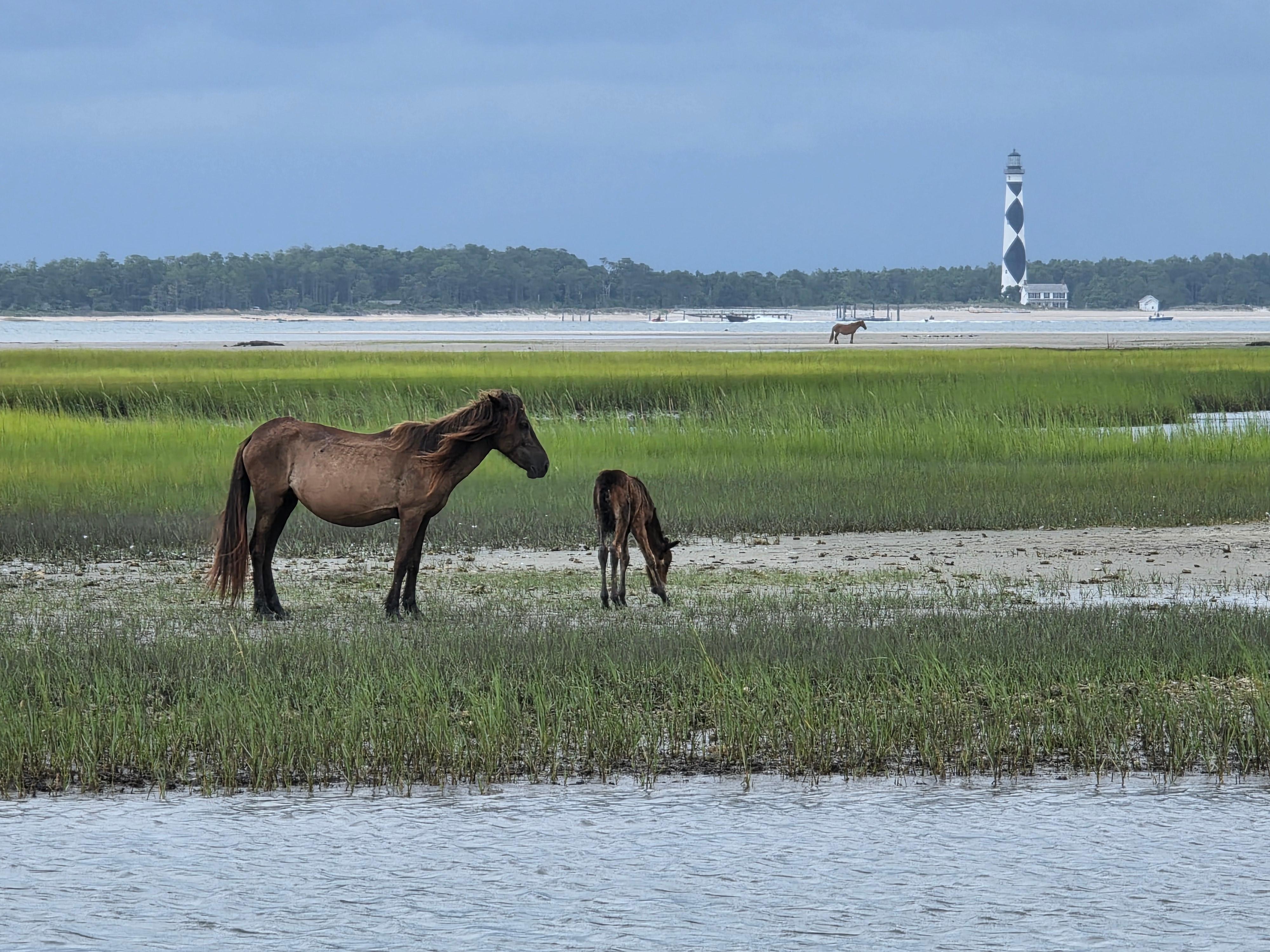 We went to Shackleford Banks and Cape Lookout 