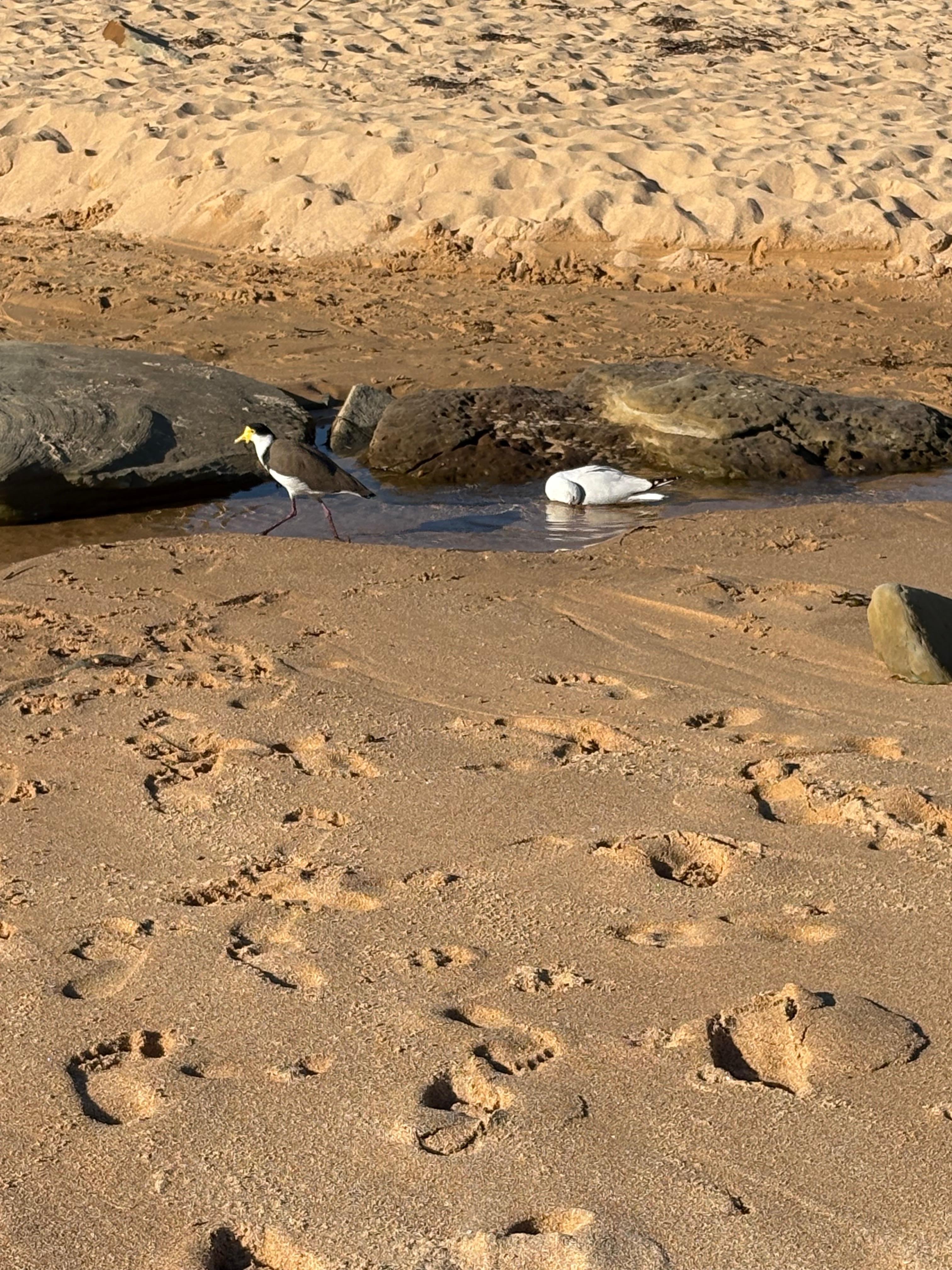 Birds having a great time together 
