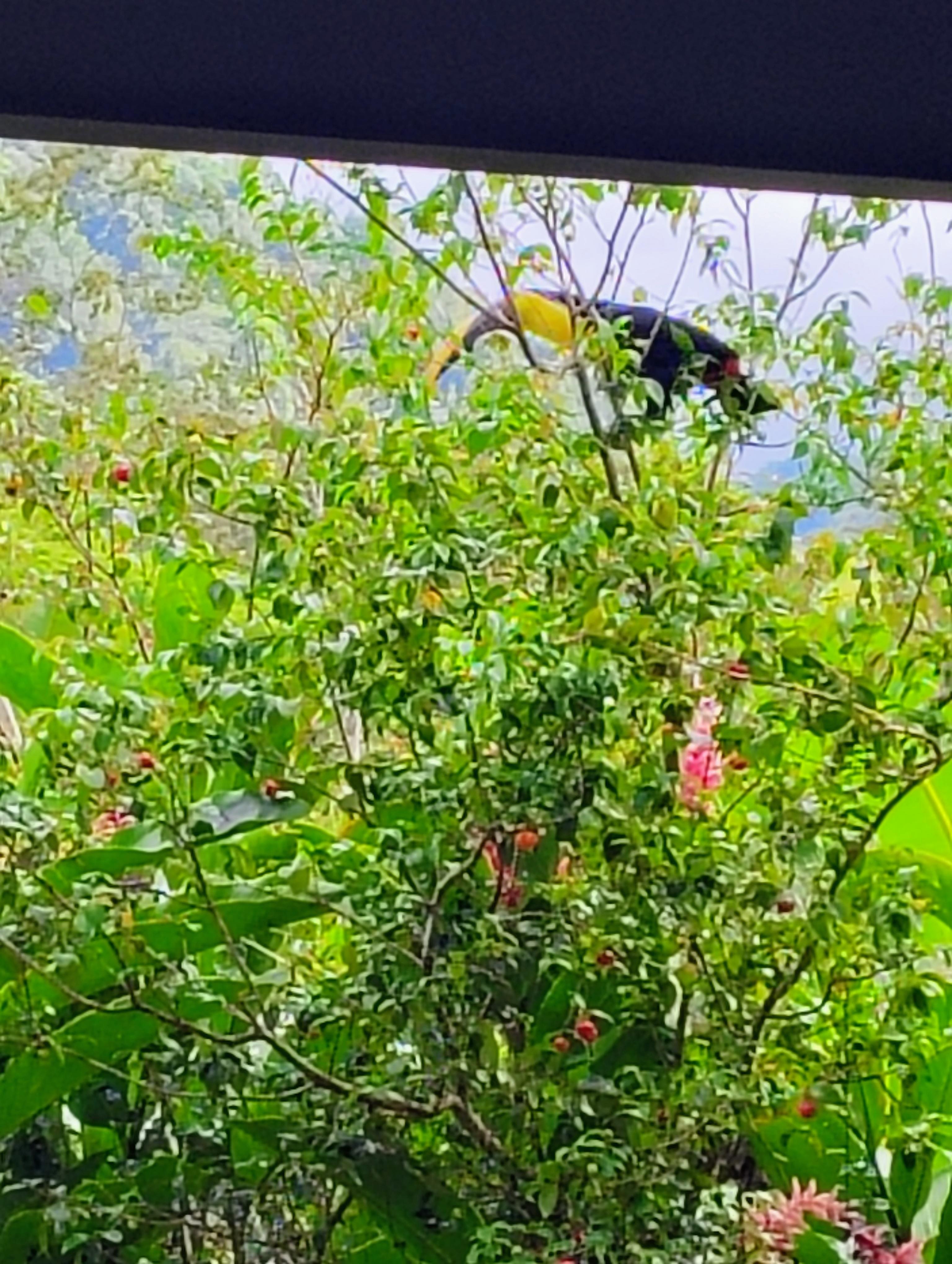 There really are toucans that visit the property!
