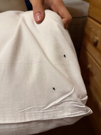 Mouse droppings
On pillow