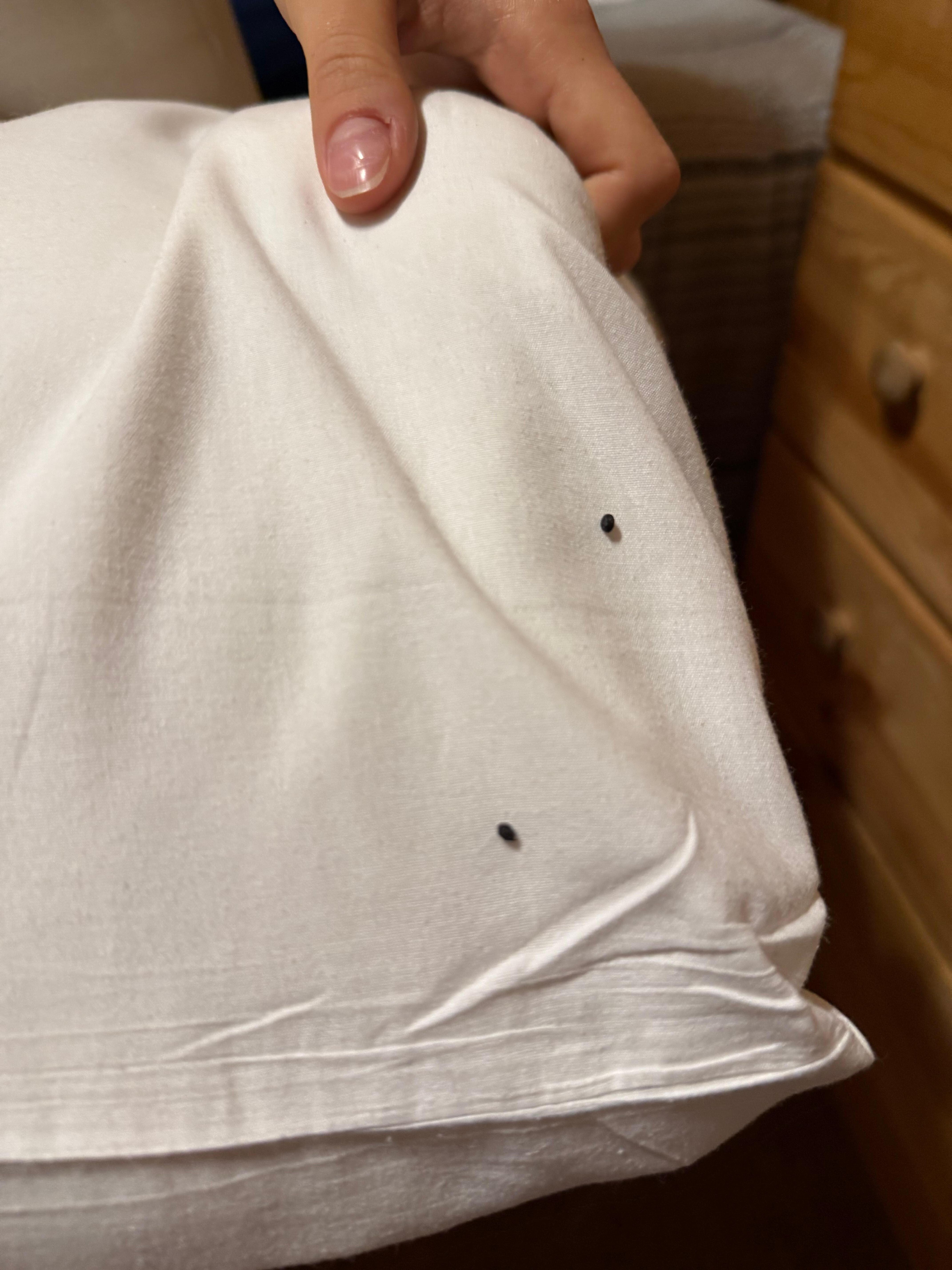 Mouse droppings
On pillow