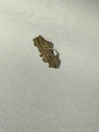 Leaf in the bed