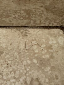 Pubic hair in bathroom when we entered