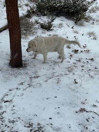 Our dog walking in snow which he doesn’t see much of in Texas