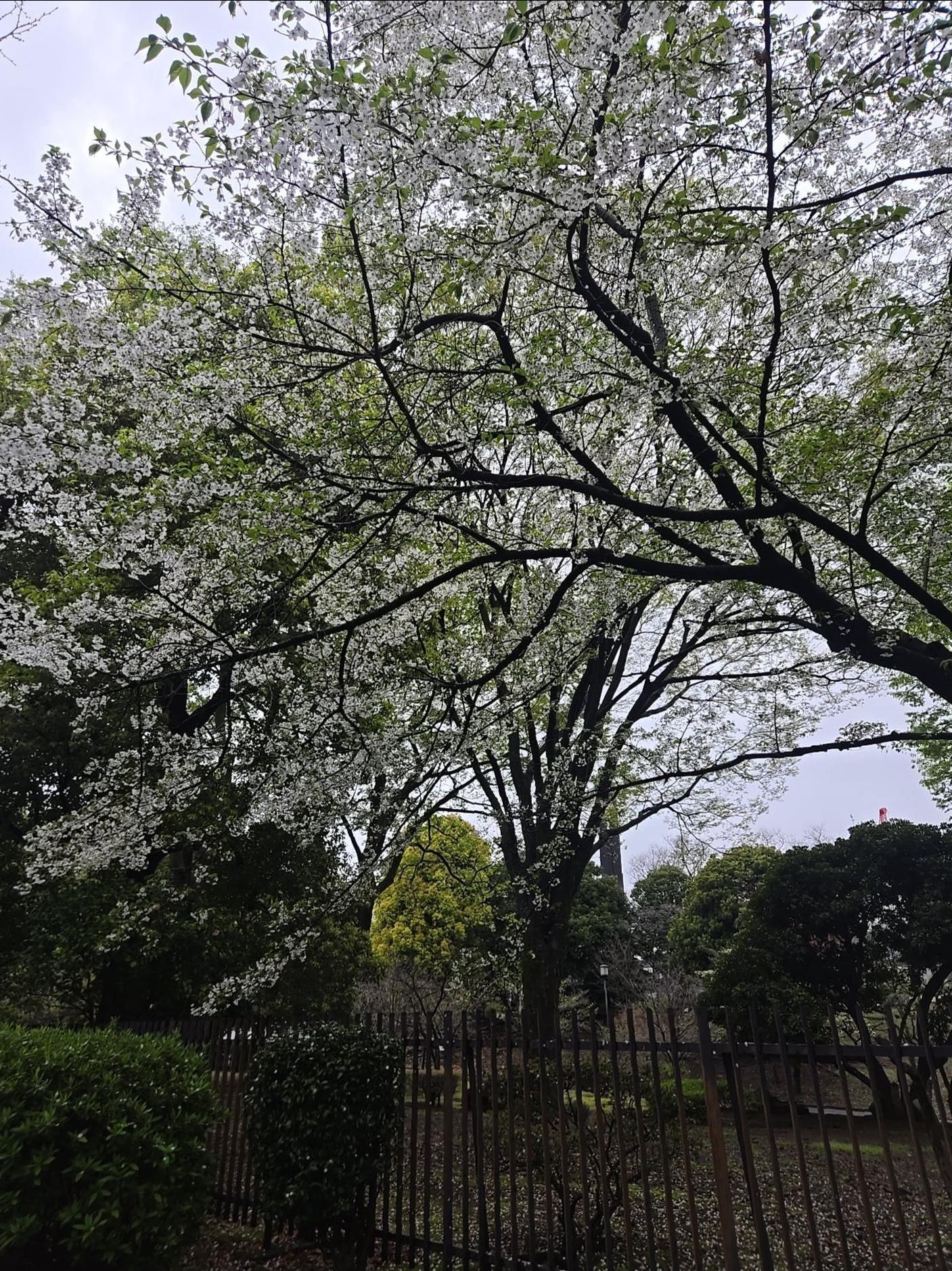 Cherry blossoms on the streets around the hotel