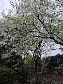 Cherry blossoms on the streets around the hotel