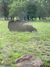 Free range buffalo reserve.