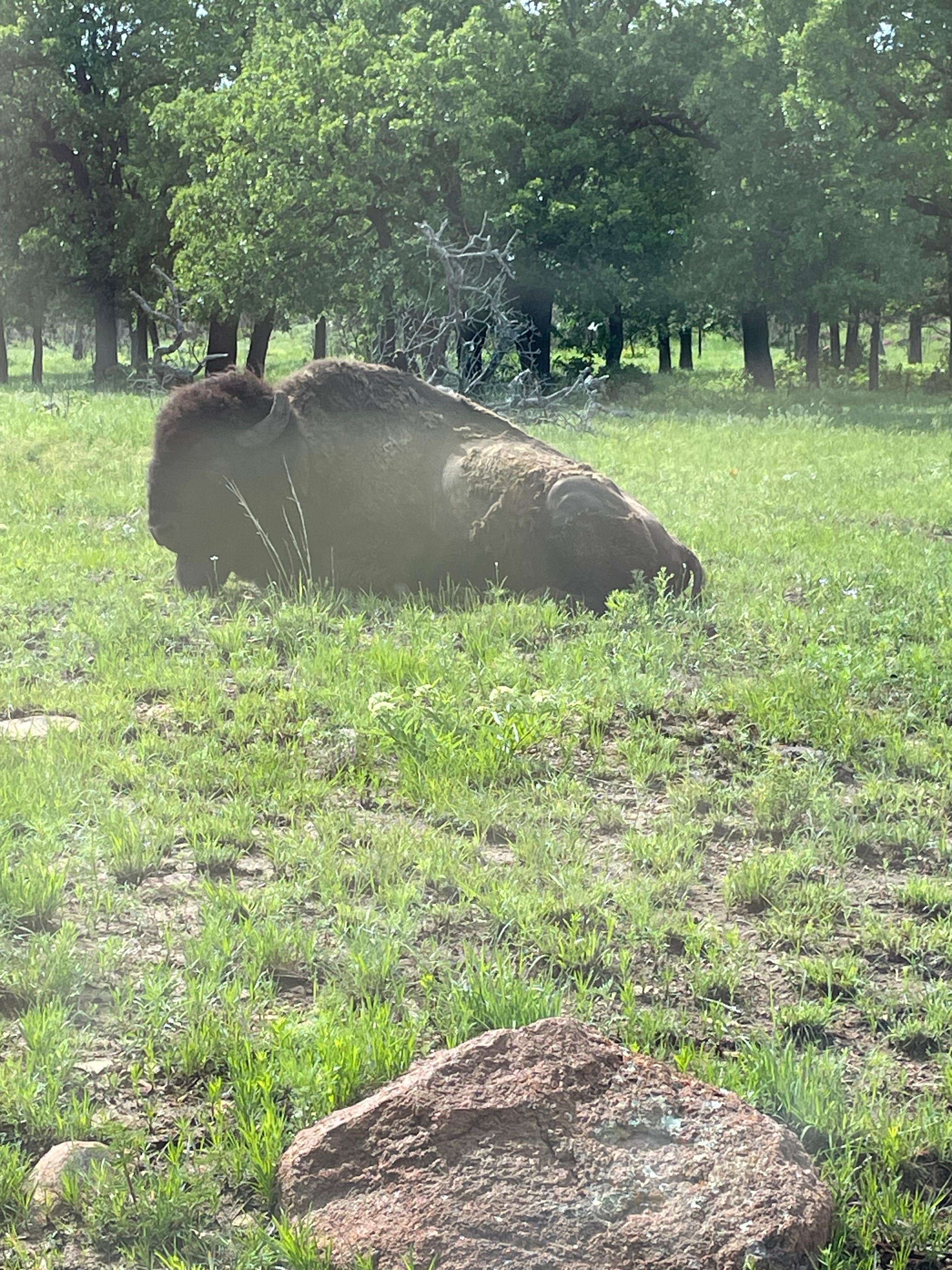 Free range buffalo reserve.