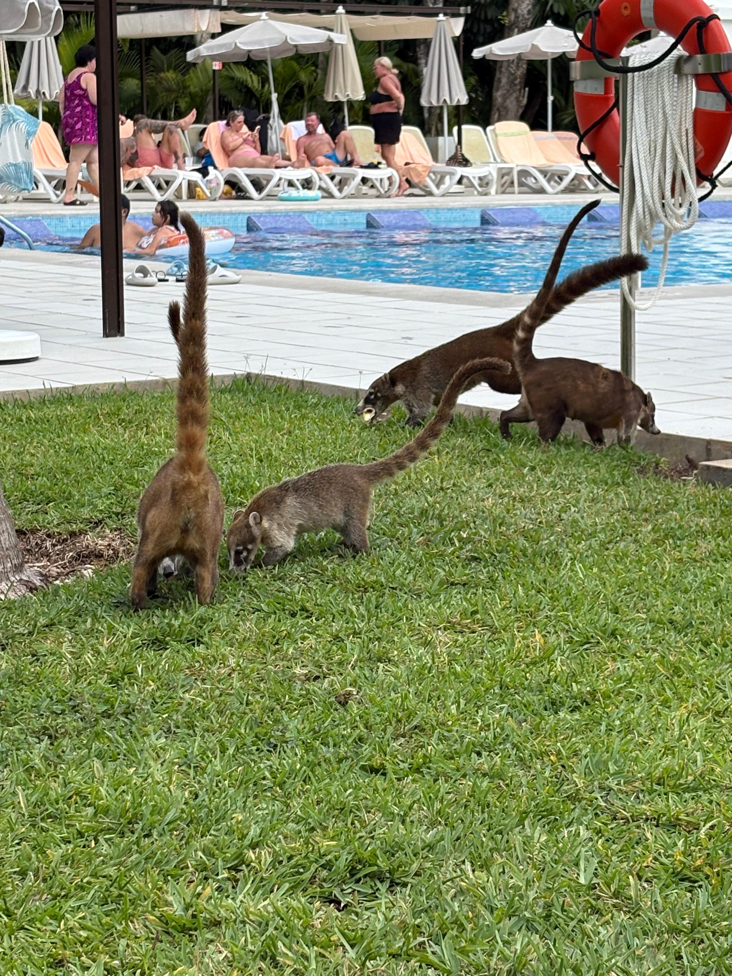 Lots of little animals 