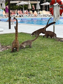 Lots of little animals