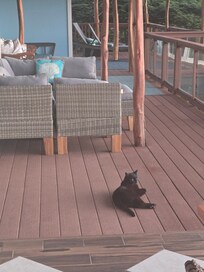 Kitty was super friendly and made it seem like home