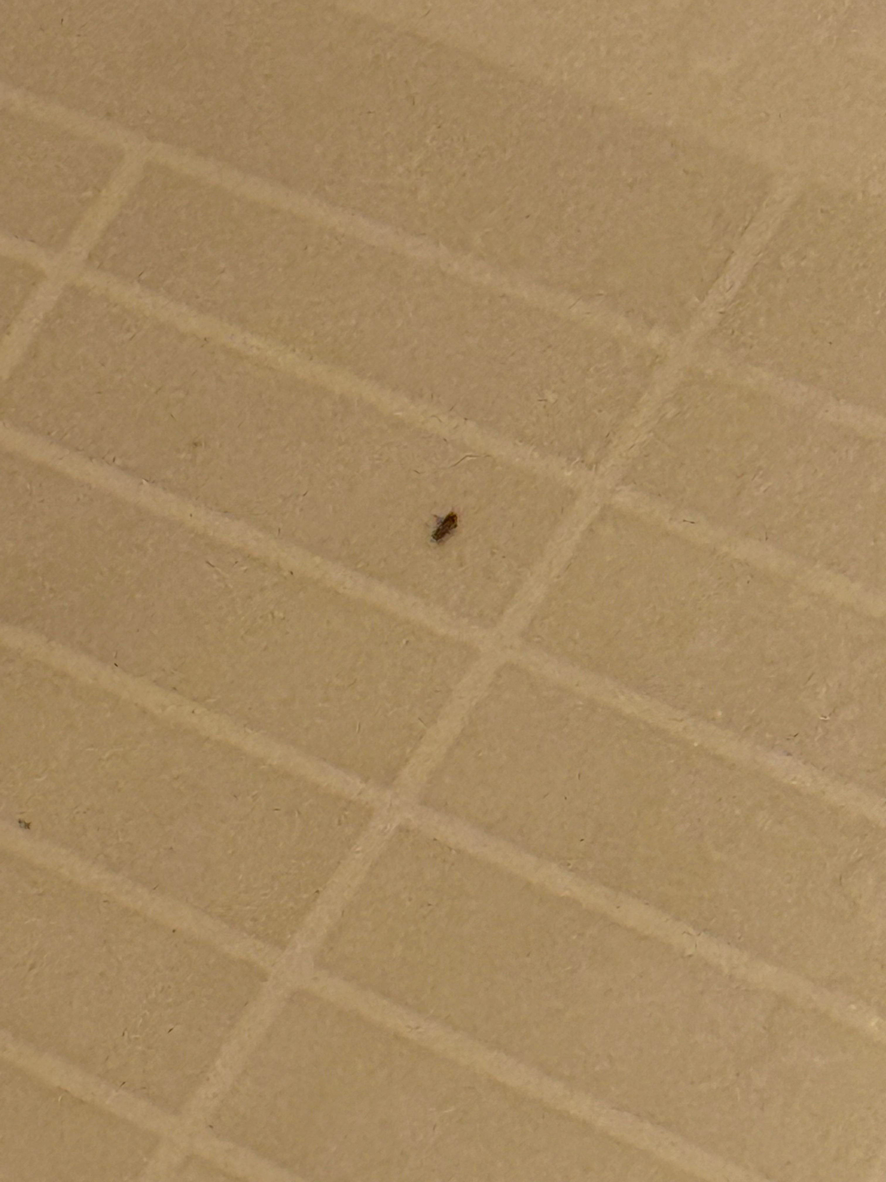 Bugs in the shower. I’ll leave it up to you to figure out what kind. 
