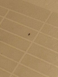 Bugs in the shower. I’ll leave it up to you to figure out what kind.