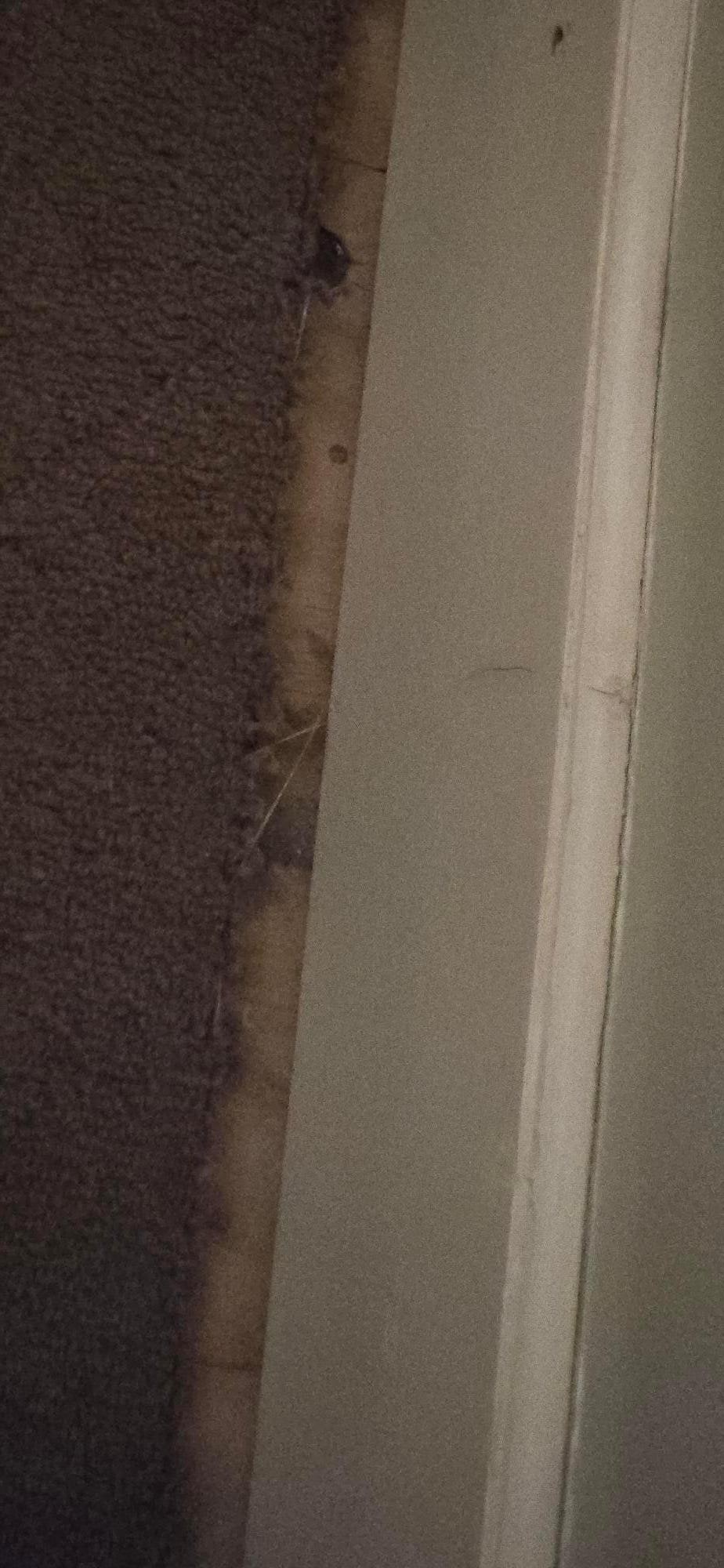 carpeting near baseboard