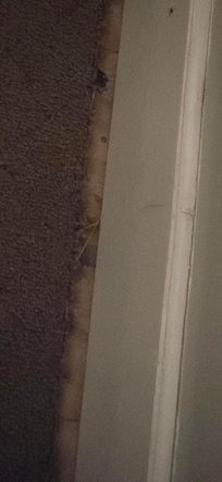 carpeting near baseboard