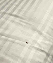 Definitivamente esto es serio, ya que hay gente que muere por picaduras de estos bichos!