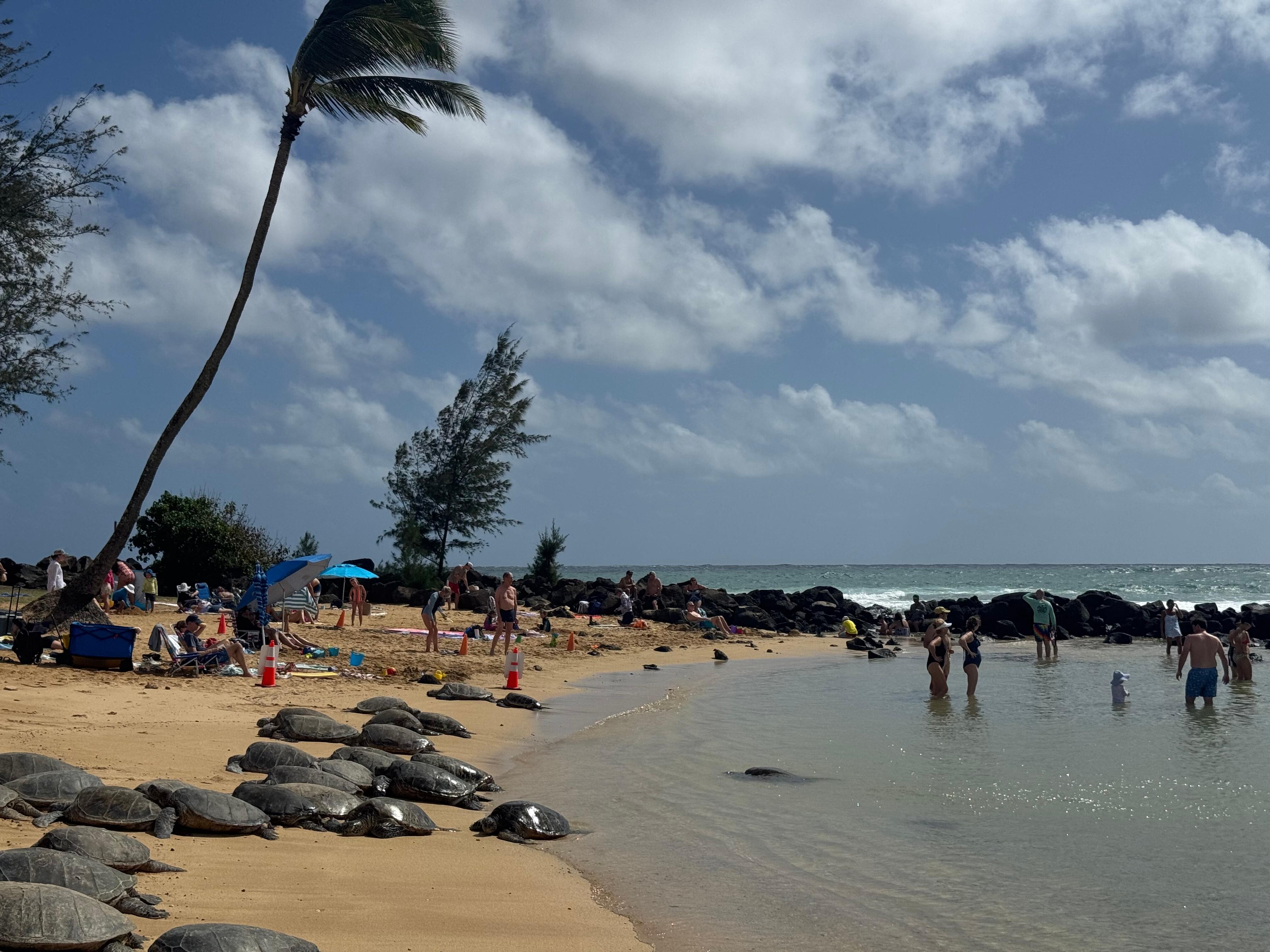 Poipu Beach with honu