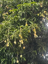 Mangoes!