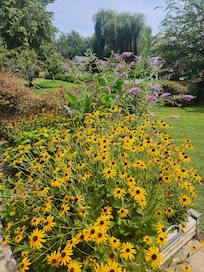Blackeyed Susan in bloom among other foliage.