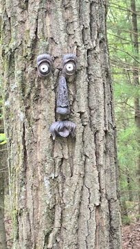 Tree faces along driveway walk in the woods :)