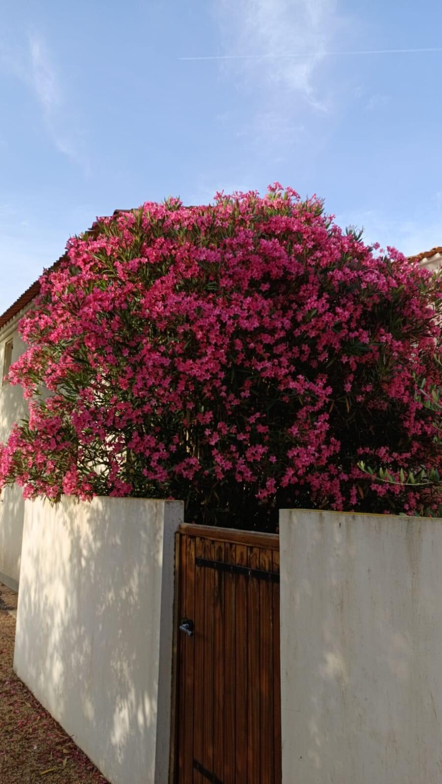 Magnifique arbre
