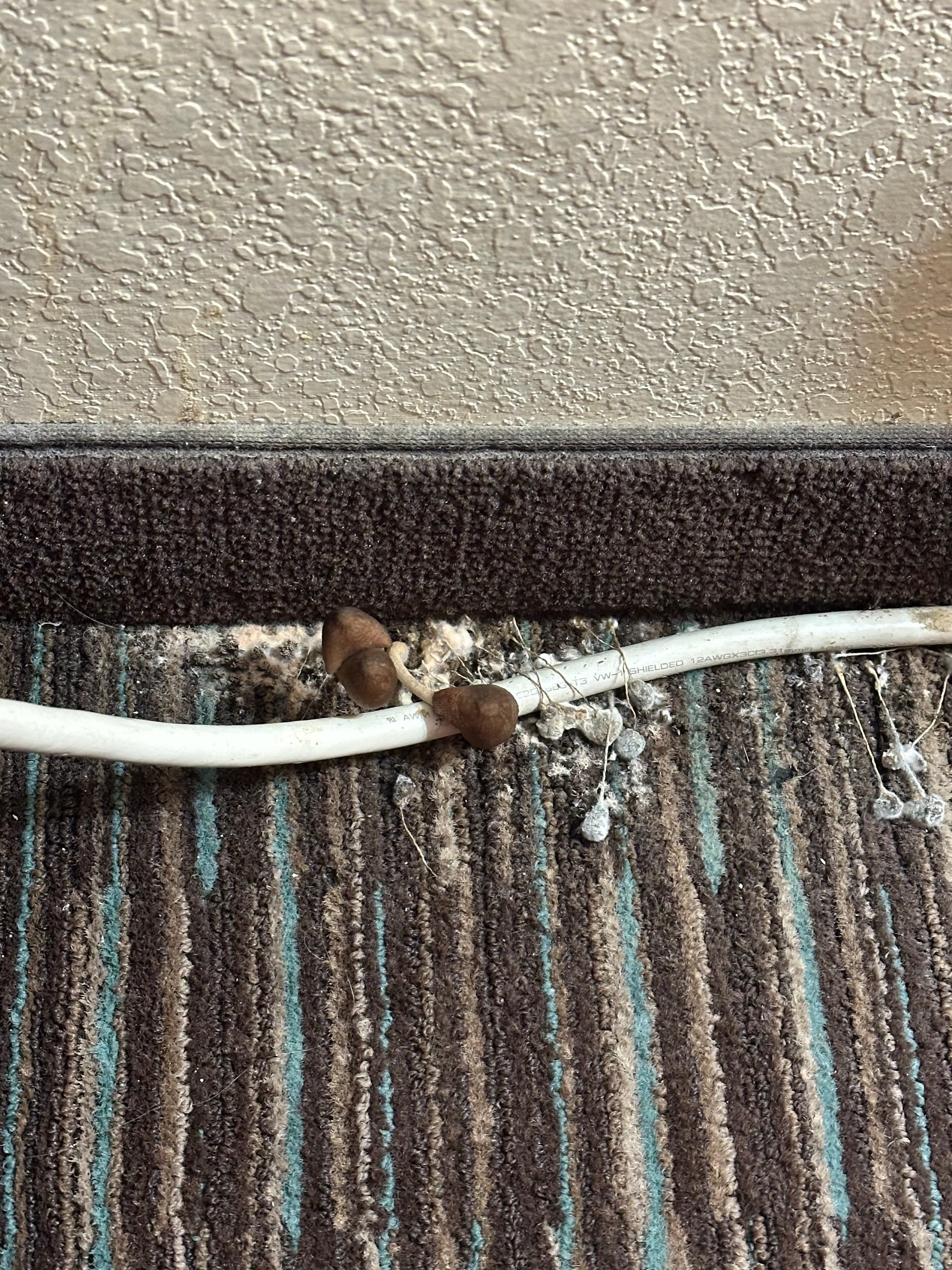 Found near dripping aircon unit