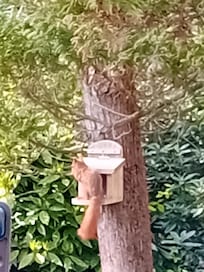 Red squirrel in the garden