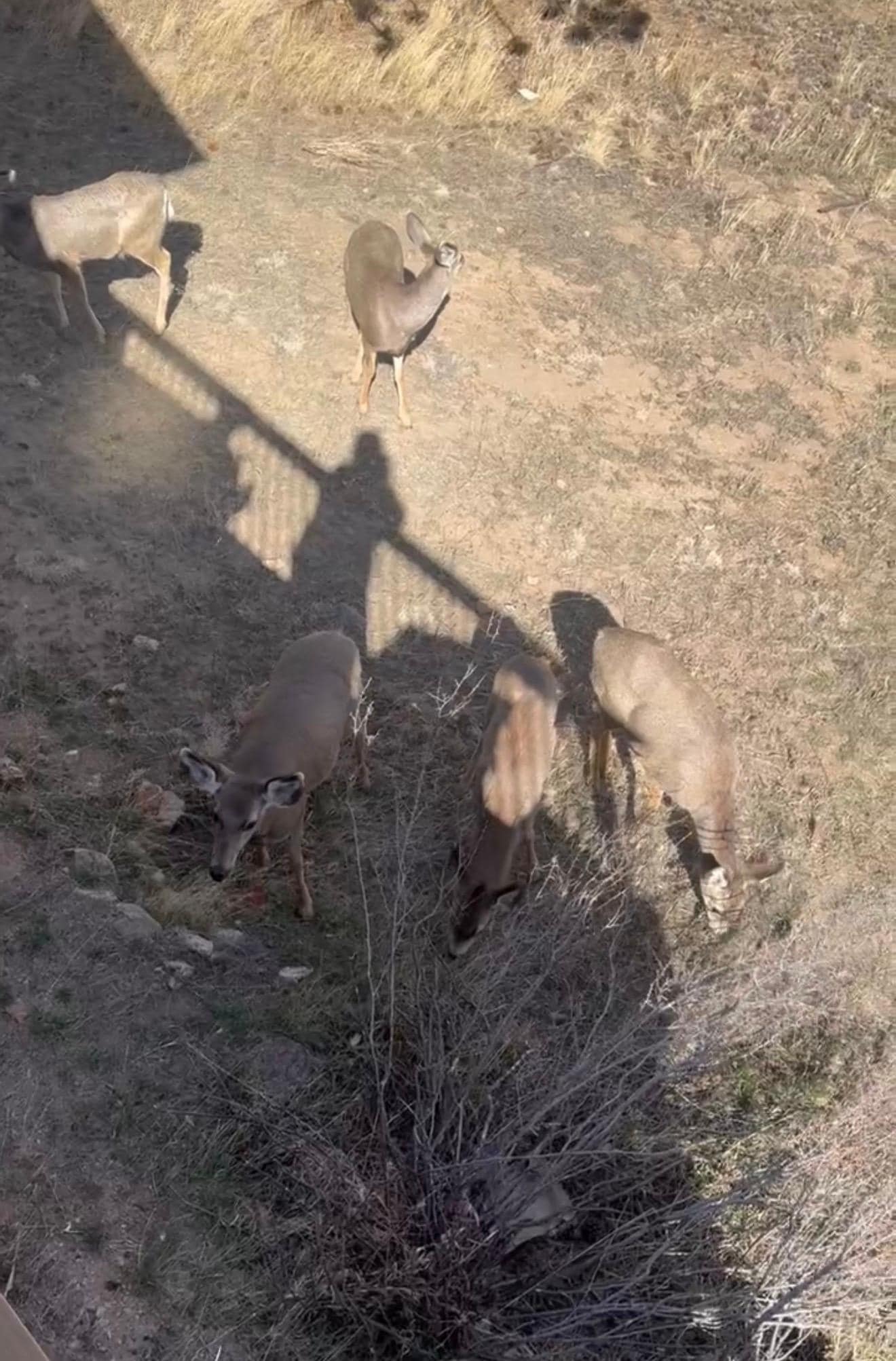 Picture from the deck 