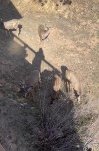 Picture from the deck