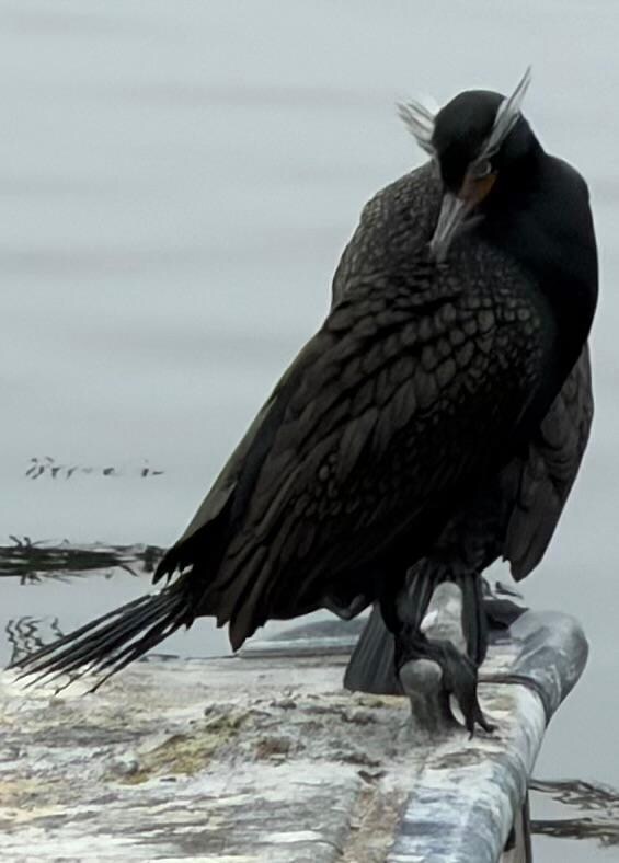Cormorant sunning