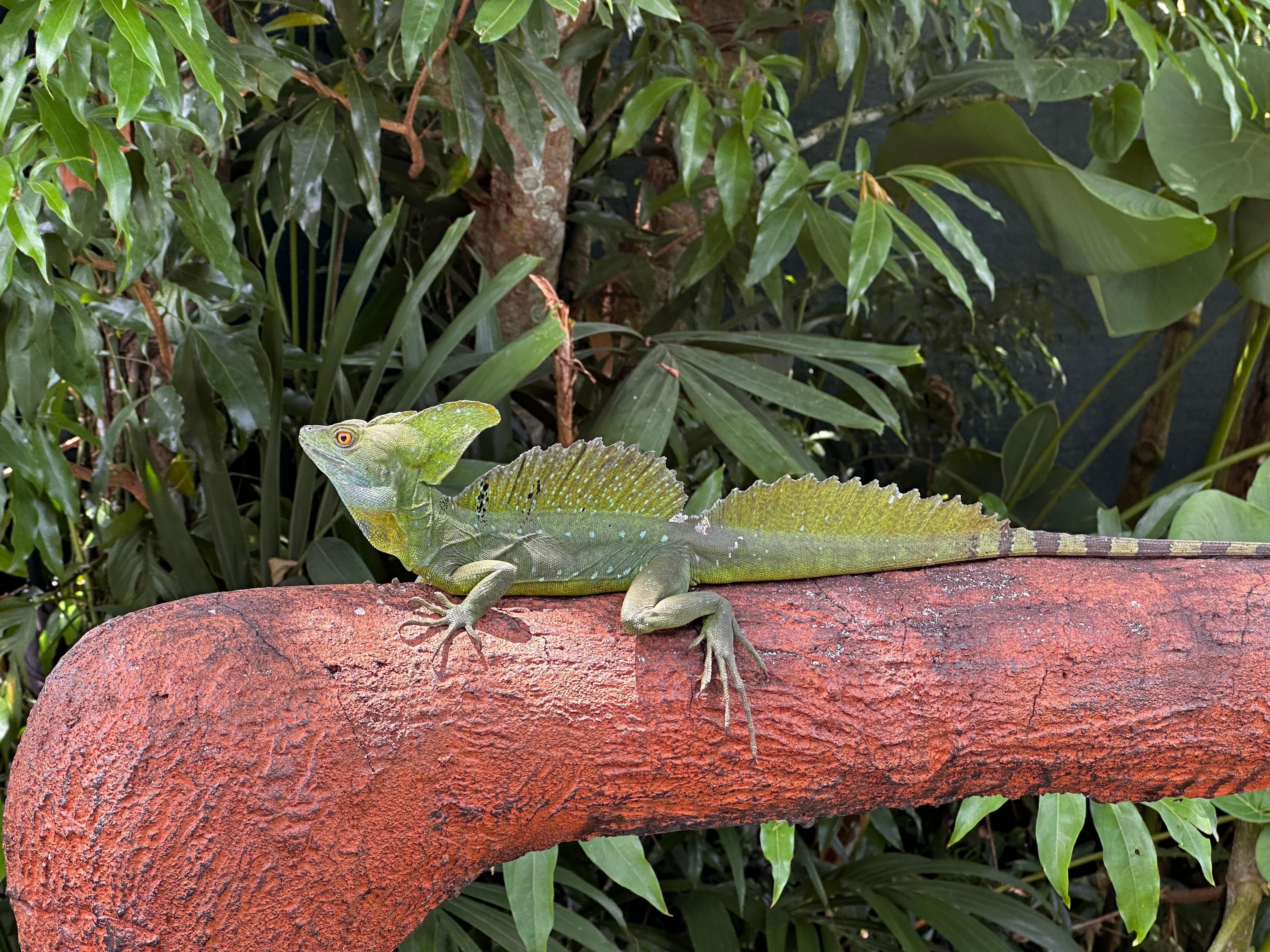 Jesus Christ lizard on the hotel property 