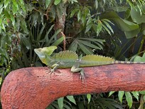 Jesus Christ lizard on the hotel property