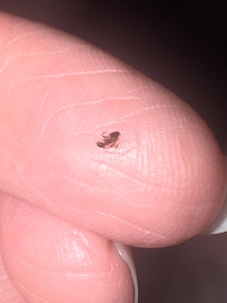 This ant was crawling on me in the bed.