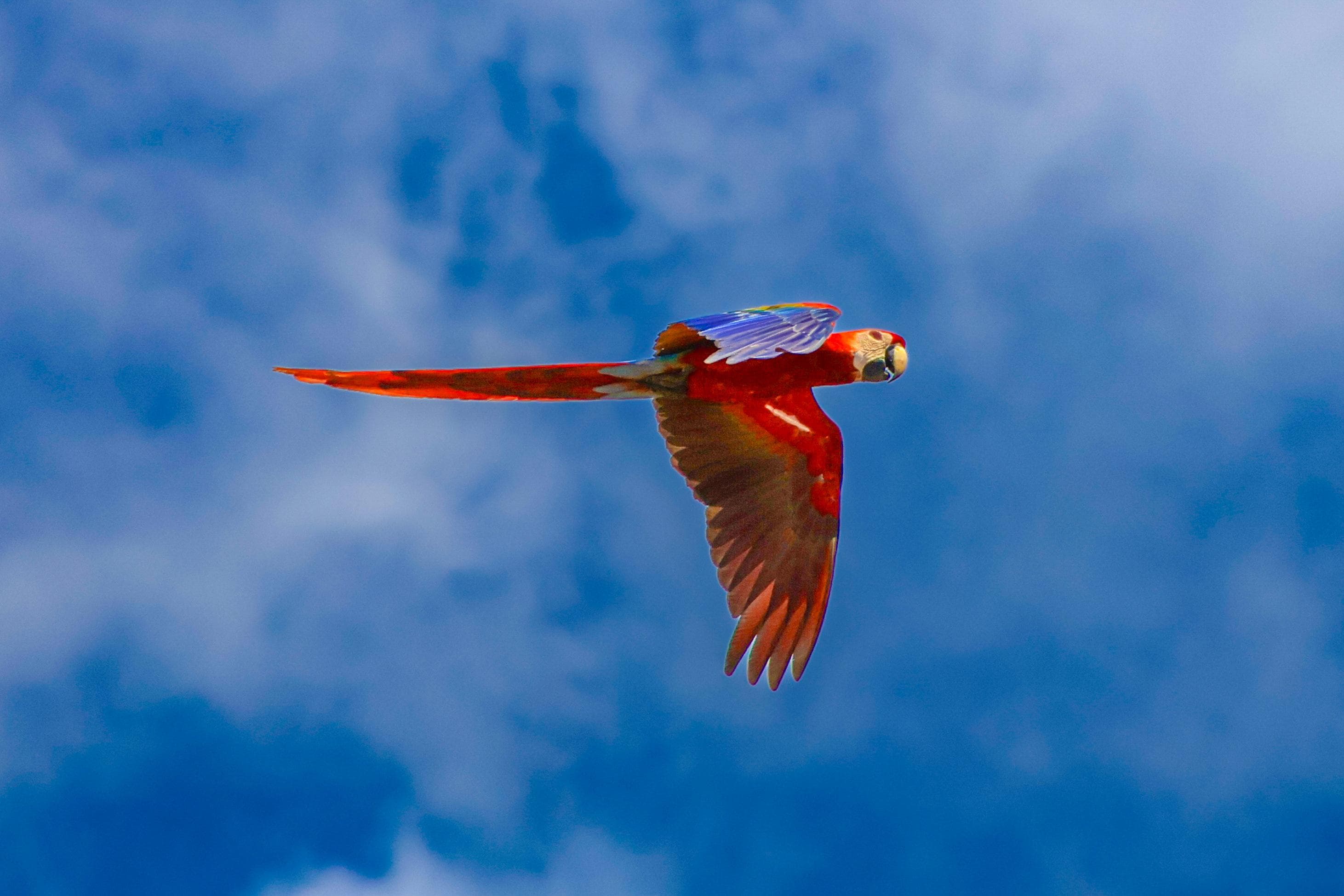 Local and frequent visitors.