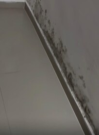 Mold