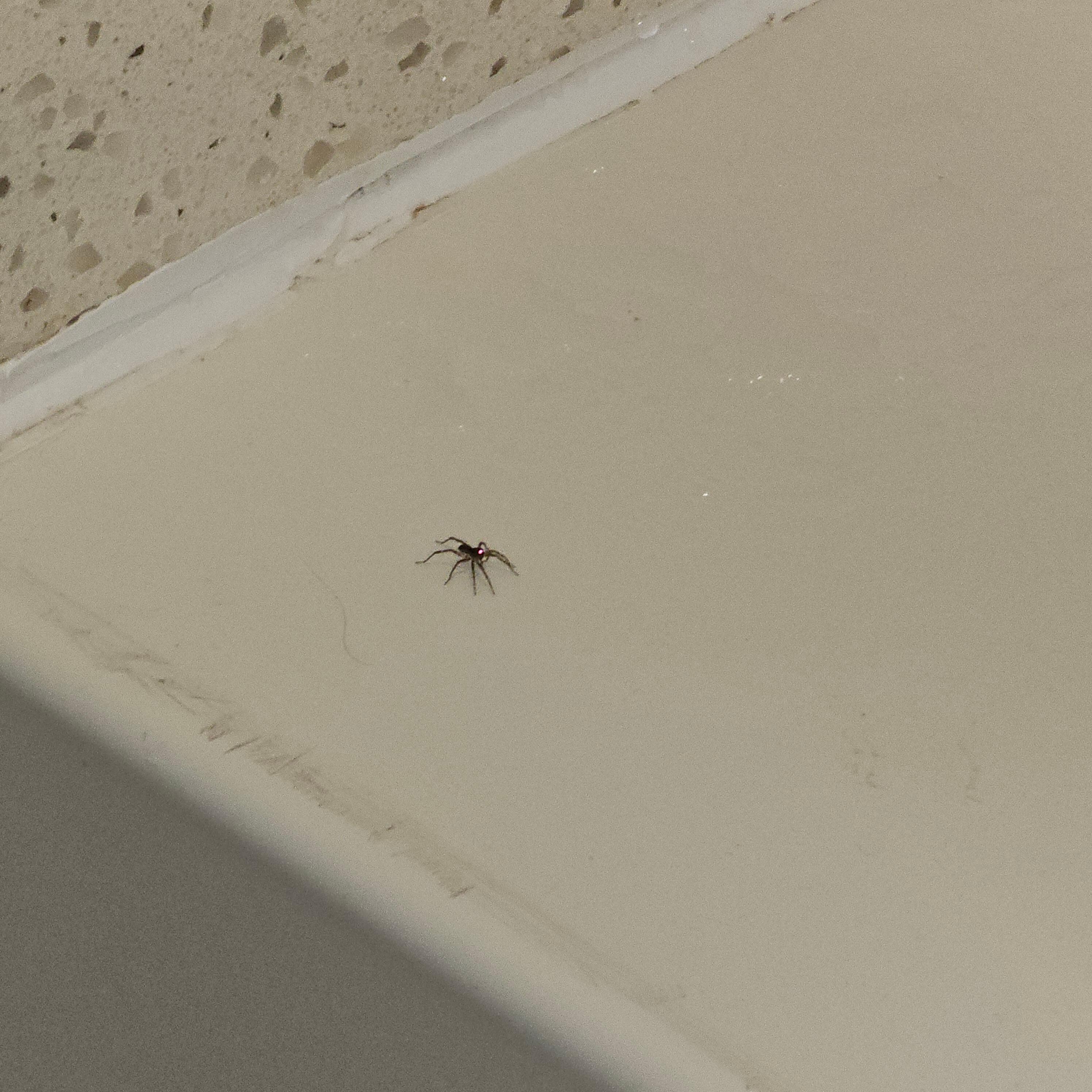Spider in the bath