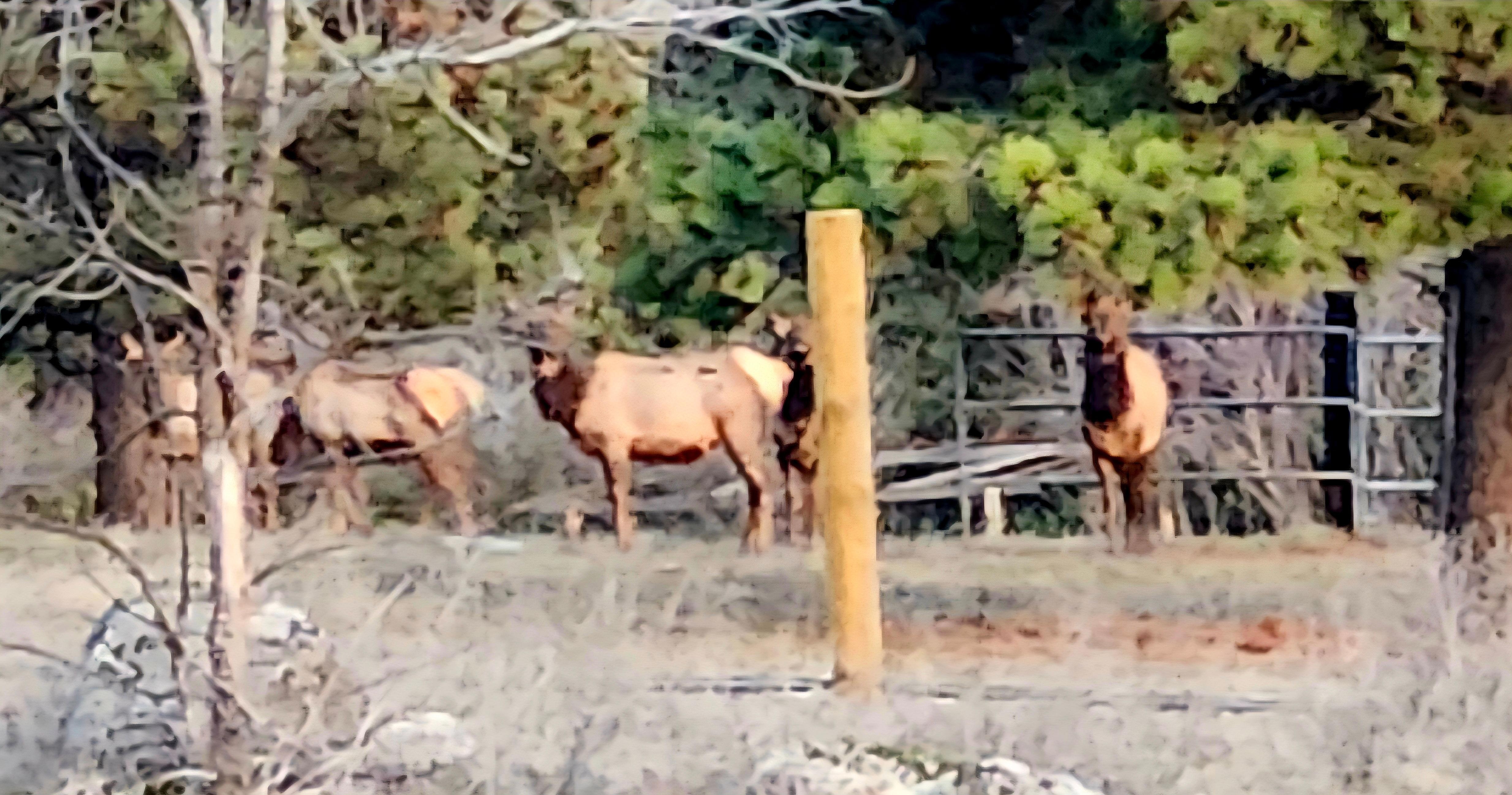 What the Elk at dusk
