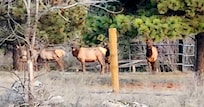 What the Elk at dusk