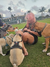 The dogs meet at sunset every day! We brought treats for them.