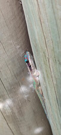 Ein Blauschwanz-Taggecko zu finden am Tennisplatz