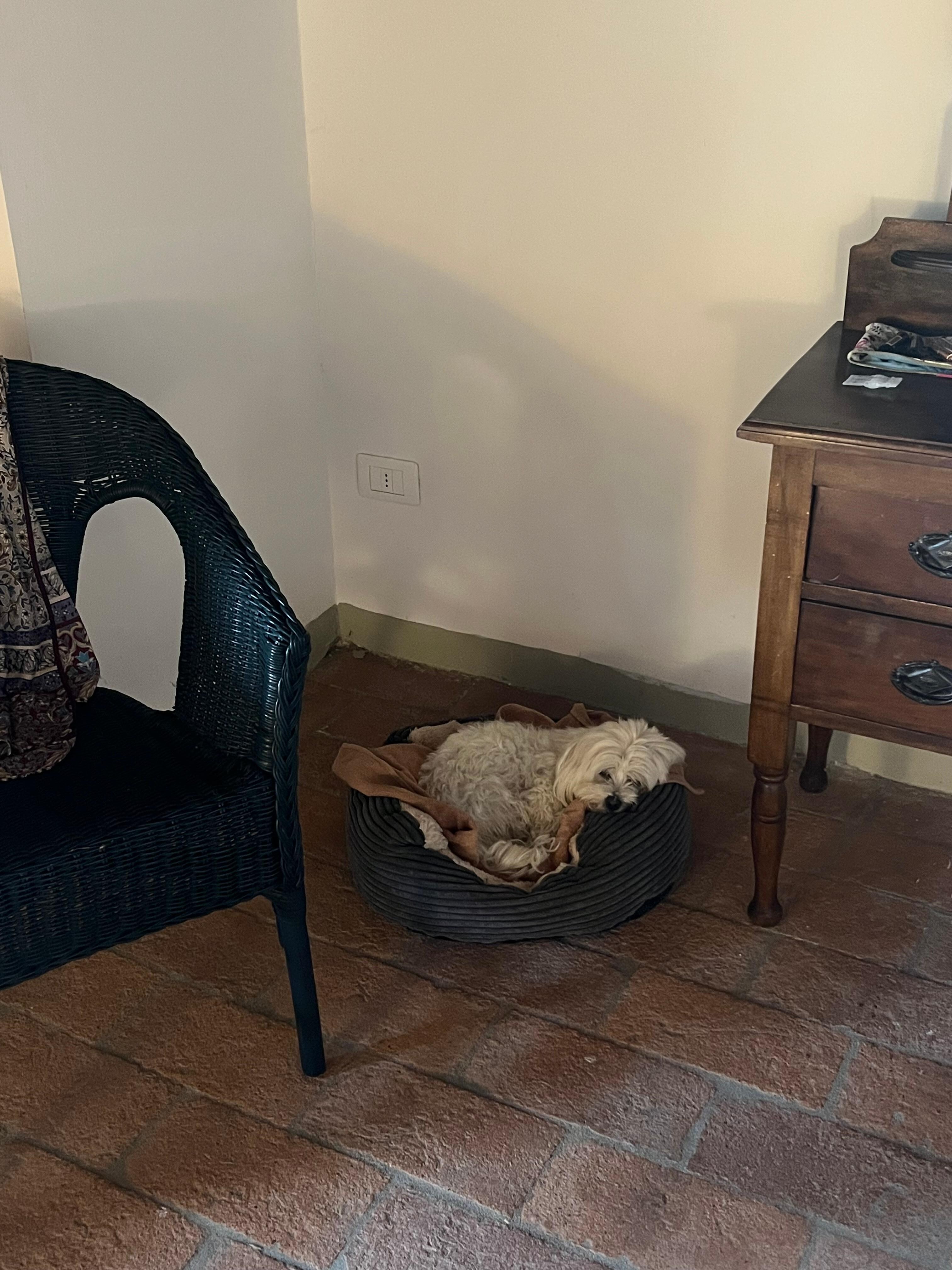 Our dog. Settling in