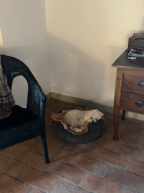 Our dog. Settling in