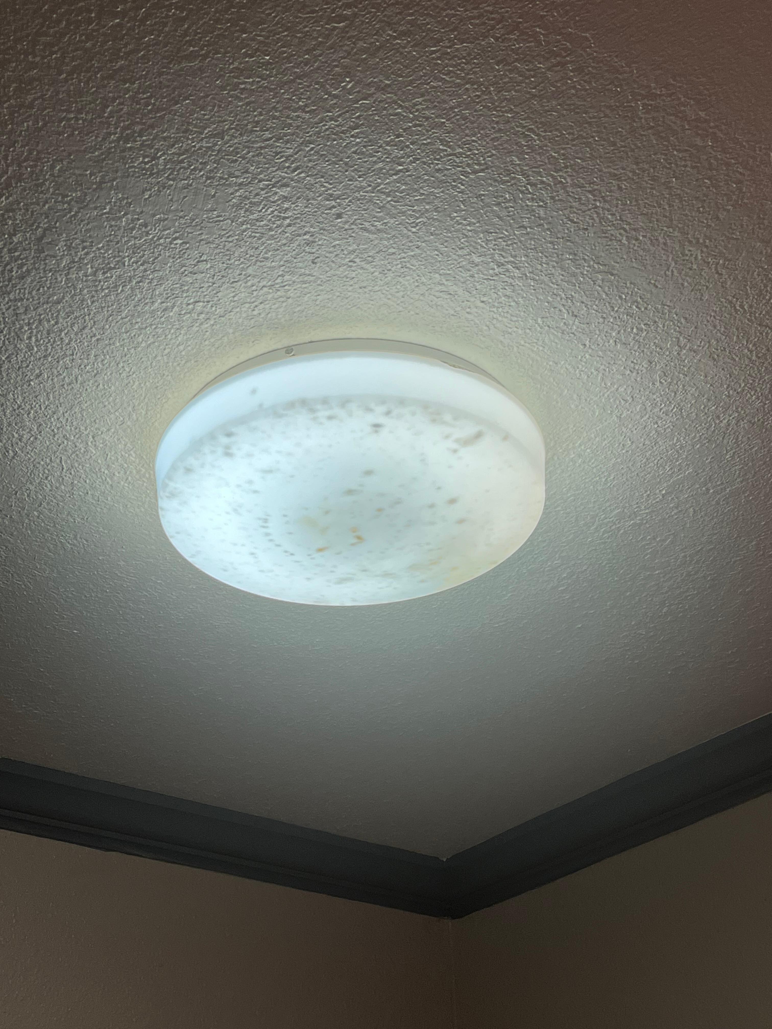 Filled with dead bugs