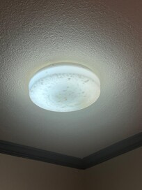 Filled with dead bugs