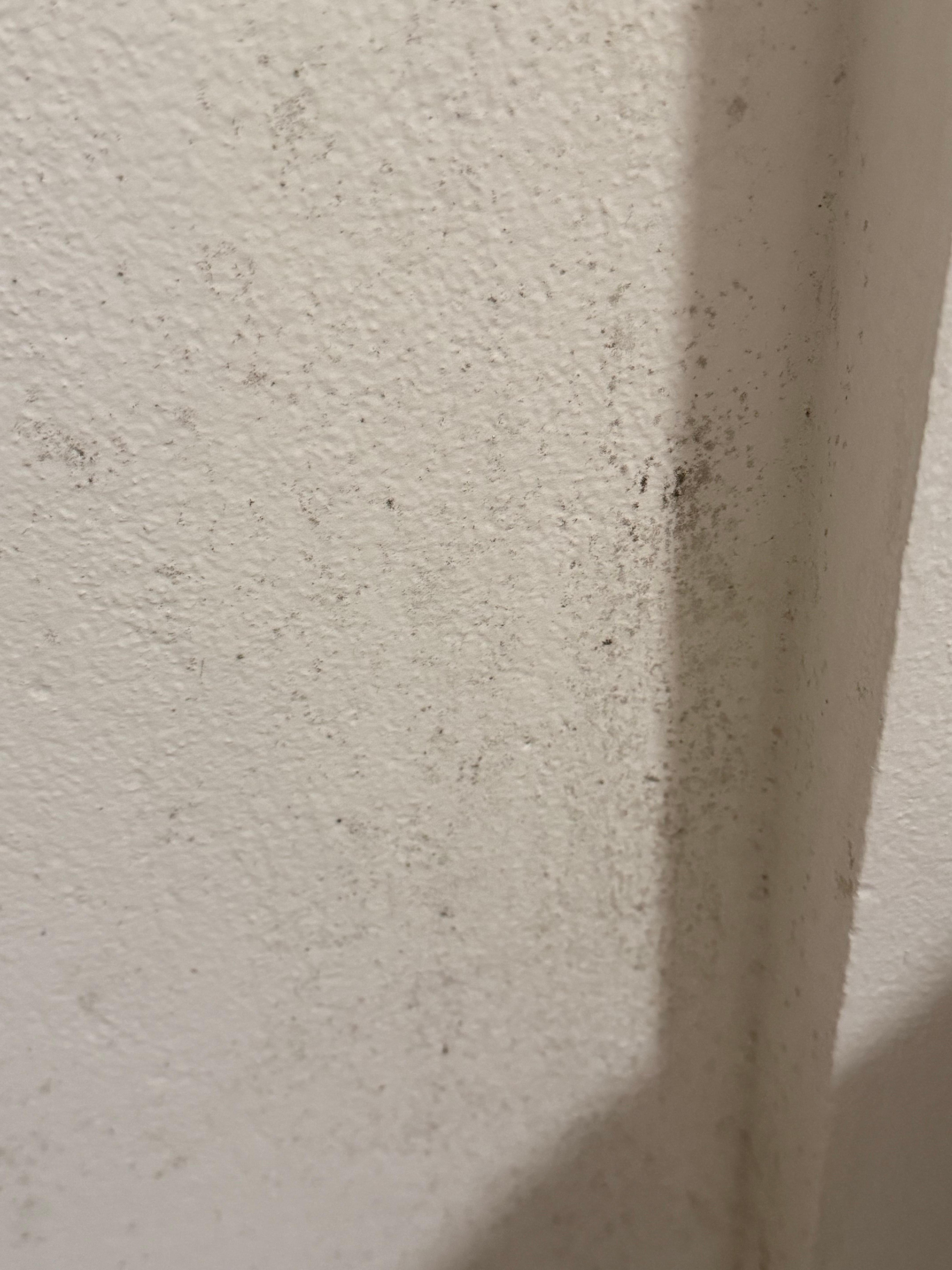 Mold 