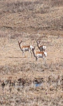 Antelope everywhere