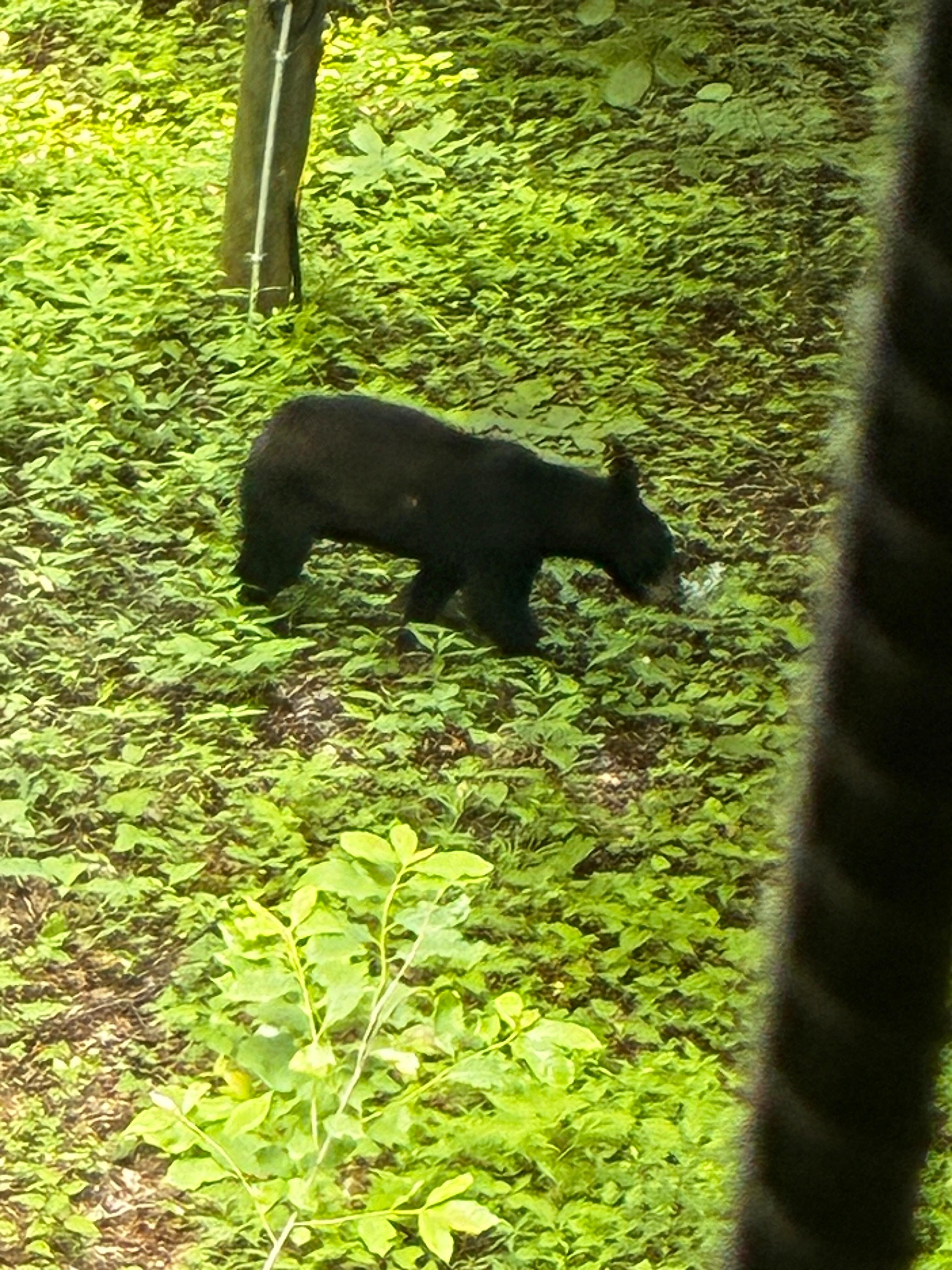 Baby cub🥰